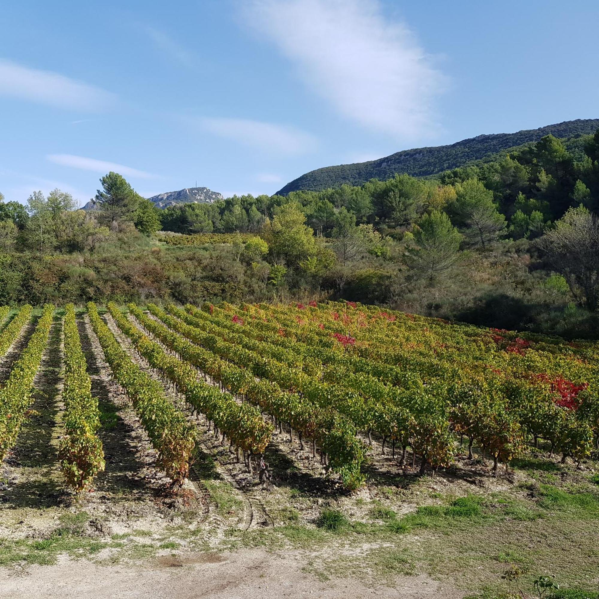Les Tuileries De Lencieux Leilighet Gigondas Eksteriør bilde